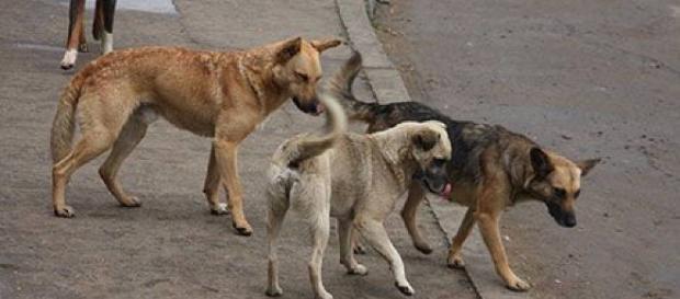 Municipio ampliará refugio para animales domésticos Municipio ampliará refugio para animales domésticos
