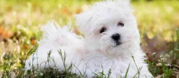 O cachorro ideal para Escorpião é o Dálmata O cachorro ideal para Escorpião é o Dálmata
