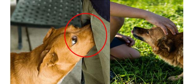 Os cachorros têm comportamentos incríveis Os cachorros têm comportamentos incríveis