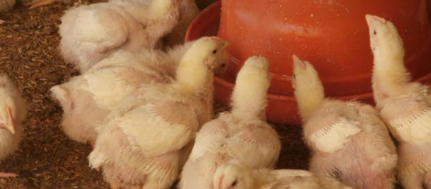 Productores de pollo formaron cooperativa para abastecer a las ... - fidamercosur.org Productores de pollo formaron cooperativa para abastecer a las ... - fidamercosur.org
