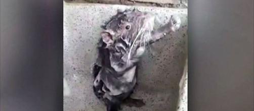 Ratinho aparece sofrendo em vídeo