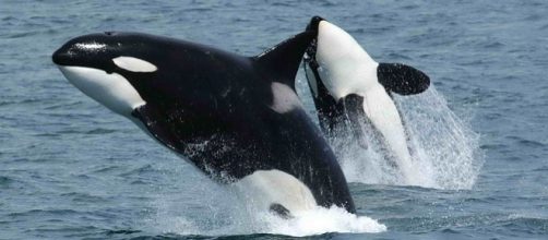 Killer whales jumping (Image credit – Robert Pittman, Wikimedia Commons)