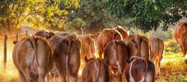 La mastitis es una enfermedad difícil de controlar. La mastitis es una enfermedad difícil de controlar.