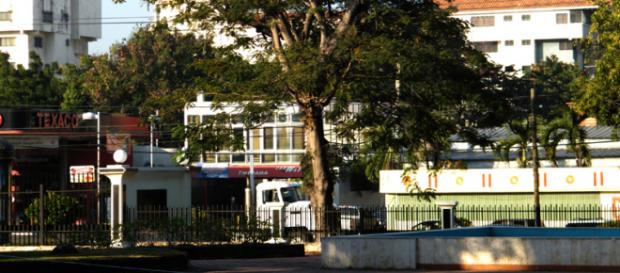 Los árboles en la ciudad son muy importantes Los árboles en la ciudad son muy importantes