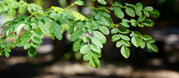 Moringa, eine Wunderpflanze mit der man das Welthungerproblem lösen kann Moringa, eine Wunderpflanze mit der man das Welthungerproblem lösen kann