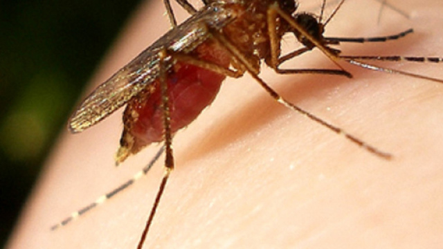 Febbre gialla e malattie infettive portate dalla zanzara - modenatoday.it