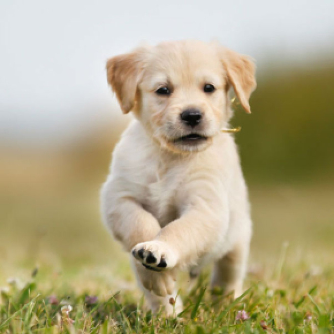 How to Establish a Routine and Boundaries With Your Puppy ... - akc.org