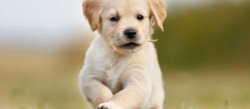 How to Establish a Routine and Boundaries With Your Puppy ... - akc.org