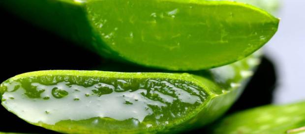 5 uses you didn’t know about Aloe Vera- Image credit - MaxPixel | Public Domain 5 uses you didn’t know about Aloe Vera- Image credit - MaxPixel | Public Domain