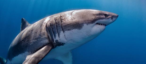 El Gran Tiburón Blanco (Carcharodon Carcharias) | Isla Guada… | Flickr - flickr.com El Gran Tiburón Blanco (Carcharodon Carcharias) | Isla Guada… | Flickr - flickr.com