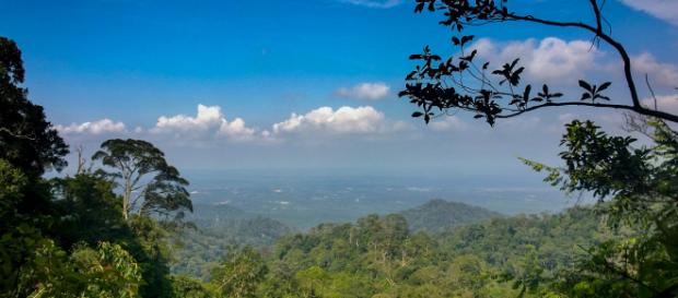 Gunung Pulai, una reserva en Malasia Gunung Pulai, una reserva en Malasia