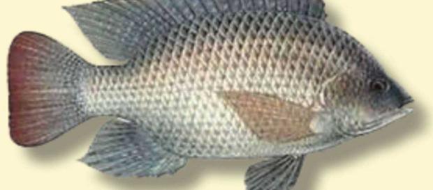 La Tilapia se ha convertido en un alimento básico para los mariscos en muchas mesas para cenar en todo el mundo. La Tilapia se ha convertido en un alimento básico para los mariscos en muchas mesas para cenar en todo el mundo.