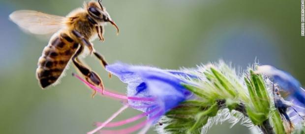 Mariposas, abejas y escarabajos: varios polinizadores están ... - cnn.com Mariposas, abejas y escarabajos: varios polinizadores están ... - cnn.com