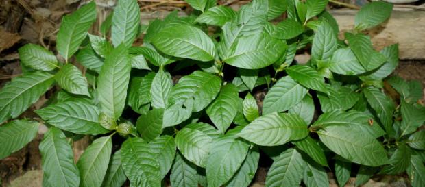 Mitragyna speciosa, también llamada Kratom, es una especie de planta medicinal perteneciente a la familia de las rubiáceas. Mitragyna speciosa, también llamada Kratom, es una especie de planta medicinal perteneciente a la familia de las rubiáceas.