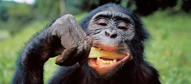 Pueden los grandes primates leer la mente? - Ciencia para tod@s - republica.com Pueden los grandes primates leer la mente? - Ciencia para tod@s - republica.com