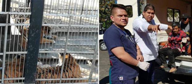 Un îngrijitor a fost atacat de tigrii pe care îi hrănea - © Foto: Daily Mail (© Facebook) Un îngrijitor a fost atacat de tigrii pe care îi hrănea - © Foto: Daily Mail (© Facebook)