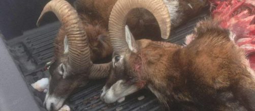 Un branco di lupi si è scatenato sull' Altopiano di Asiago