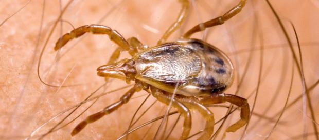 Alergia a la carne con la picadura de esta garrapata - blogentretenido.com Alergia a la carne con la picadura de esta garrapata - blogentretenido.com