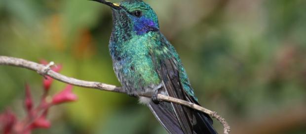 Cómo atraer colibríes al jardín - jardineriaon.com Cómo atraer colibríes al jardín - jardineriaon.com