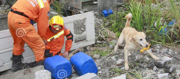 golden retriever rescata a sobrevivientes golden retriever rescata a sobrevivientes