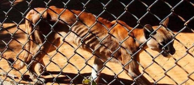 AFP: Animales en peligro de extinción mueren en zoo de Venezuela ... - noticiero52.com AFP: Animales en peligro de extinción mueren en zoo de Venezuela ... - noticiero52.com