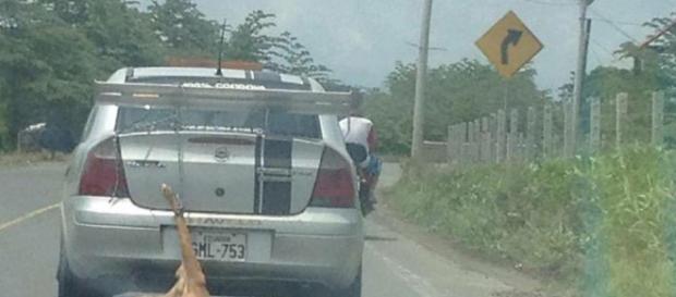 carro golpea a perro y lo mata carro golpea a perro y lo mata