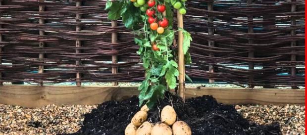 Estas plantas no deben ir juntas Estas plantas no deben ir juntas