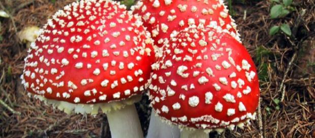 Todo sobre los Hongos Alucinogenos - Noticias - Taringa! - taringa.net Todo sobre los Hongos Alucinogenos - Noticias - Taringa! - taringa.net