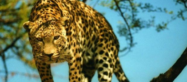 Un nuevo estudio ha confirmado que la última población reproductora de leopardos del mundo en Camboya está en riesgo inmediato de extinción Un nuevo estudio ha confirmado que la última población reproductora de leopardos del mundo en Camboya está en riesgo inmediato de extinción