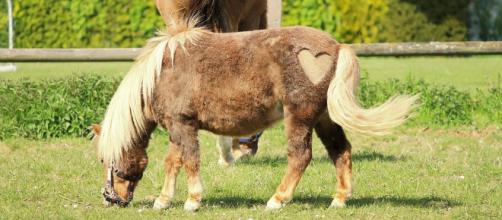 Mini horses are so cute that you won't want your kids to see them! [Image via Max Pixels]