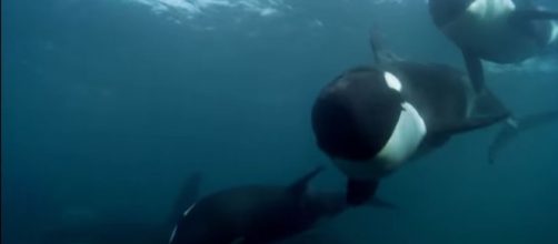 Blackfish Official Trailer #1 (2013) - Documentary Movie HD - Image credit- Movieclips Trailer | Youtube