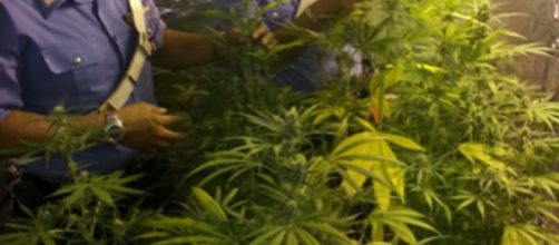 Coltivazione piante marijuana: arrestato 46enne a Reggio Calabria - latinatoday.it
