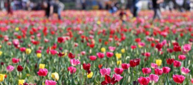 Campo di tulipani a Cornaredo, alle porte di Milano Campo di tulipani a Cornaredo, alle porte di Milano