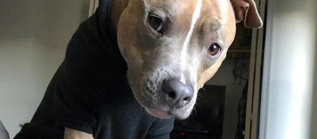 Leela the quirky and adorable Pit Bull pup that even vets don’t get Image Credits: Leela | Imgur user xsoup4you | Leela the quirky and adorable Pit Bull pup that even vets don’t get Image Credits: Leela | Imgur user xsoup4you |