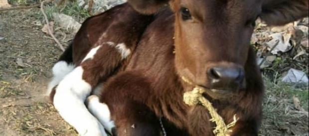 Cows (Image Credits: Slakro/ Reddit user) Cows (Image Credits: Slakro/ Reddit user)