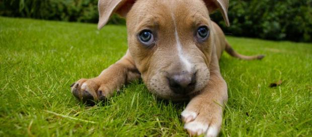 Image of a dog -- Paul L/Flickr Image of a dog -- Paul L/Flickr