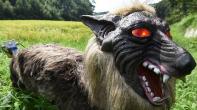 il super monster wolf ripreso in foto