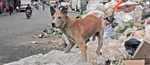 La grave crisis que vive el país suramericano afecta también a las mascotas