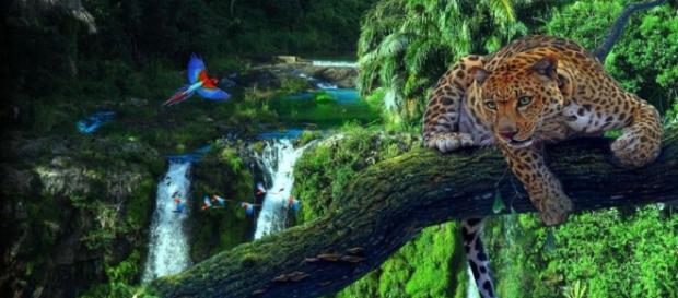 A Floresta Amazônica é repleta de biodiversidade A Floresta Amazônica é repleta de biodiversidade