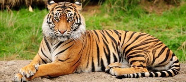Beneficios de los tigres para sus presas Beneficios de los tigres para sus presas