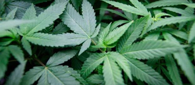 Maconha pode causar efeitos colaterais em seus usuários Maconha pode causar efeitos colaterais em seus usuários