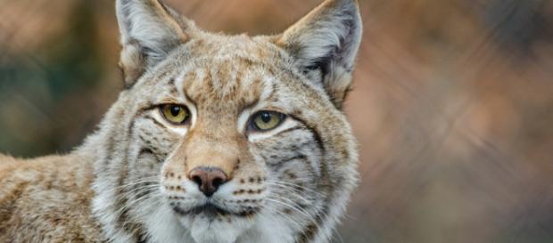 Alguna vez se creyó que eran criaturas tímidas, los linces hoy se sienten más cómodos con los humanos Alguna vez se creyó que eran criaturas tímidas, los linces hoy se sienten más cómodos con los humanos