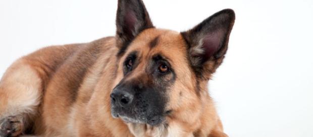 Cane e peso forma: come capire il peso ideale del tuo cane - husse.it Cane e peso forma: come capire il peso ideale del tuo cane - husse.it