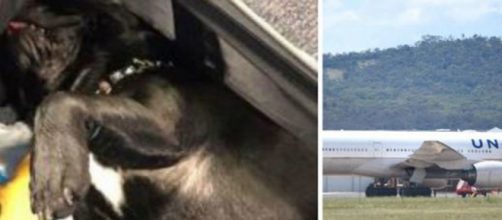 Cane muore dentro la cappelleriea durante un volo