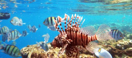 Turista partorisce nel mar rosso: le immagini diventano virali