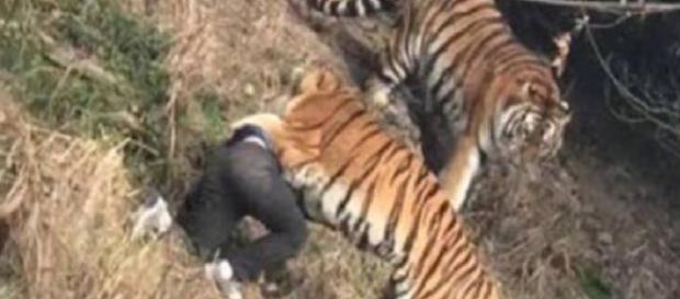 Funcionário de zoológico é sufocado até a morte por tigre Funcionário de zoológico é sufocado até a morte por tigre
