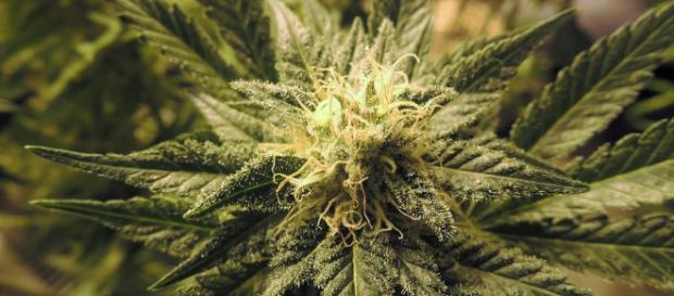 NOTICIAS | Marihuana | Uncategorised - cannabismagazine.es NOTICIAS | Marihuana | Uncategorised - cannabismagazine.es