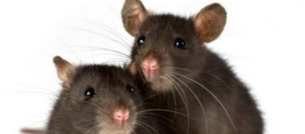 Nueva York probará una píldora anticonceptiva para ratas - com.mx Nueva York probará una píldora anticonceptiva para ratas - com.mx