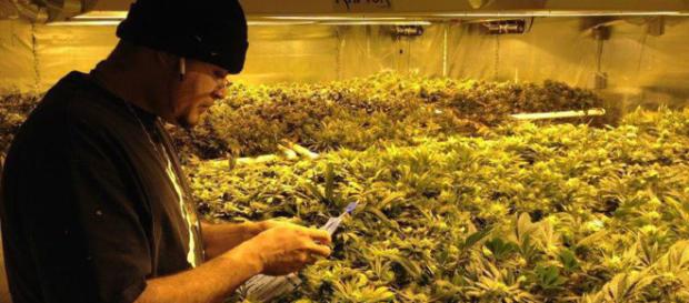 Uruguay legaliza la venta de marihuana - Hablar sin parar - pág.2 ... - corazonblanco.com Uruguay legaliza la venta de marihuana - Hablar sin parar - pág.2 ... - corazonblanco.com