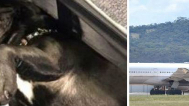 Cane muore dentro la cappelleriea durante un volo